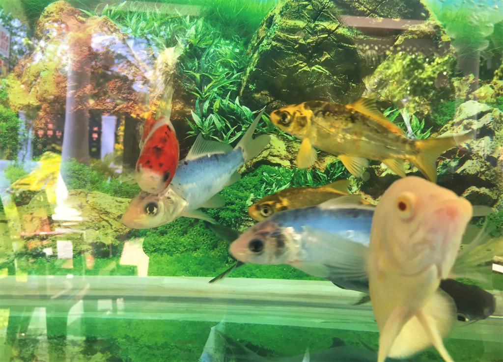 נגומבו Asian Villa מראה חיצוני תמונה